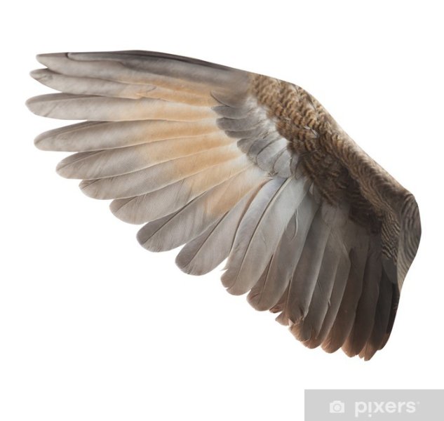 papiers-peints-aile-d.jpg.jpg