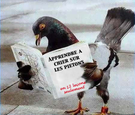 oiseau.jpg