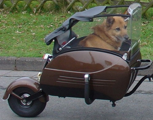 pav-chien.jpg
