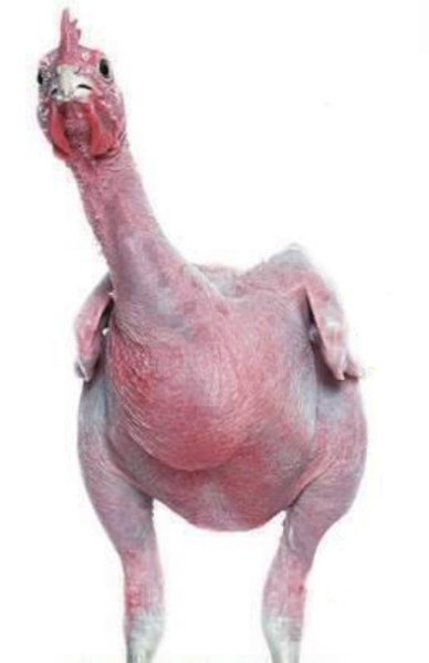44.jpg