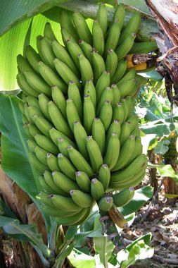 culture-regime-bananes.jpg