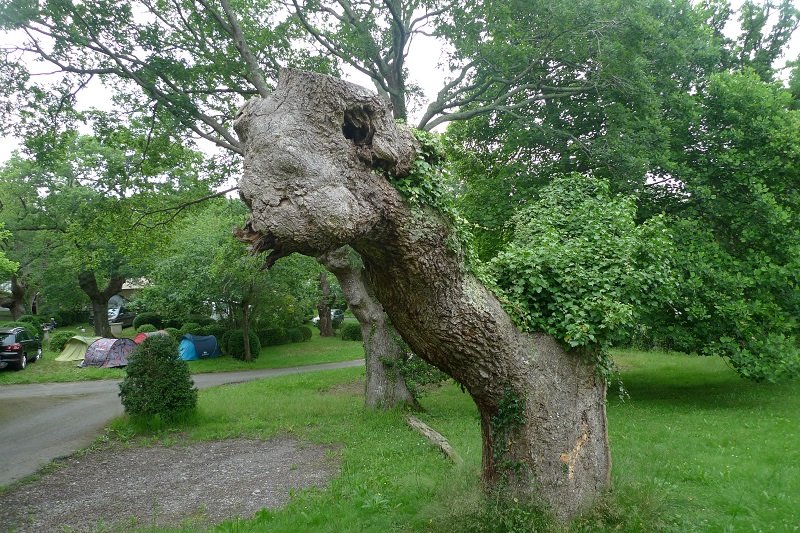 Tête de saurien.JPG