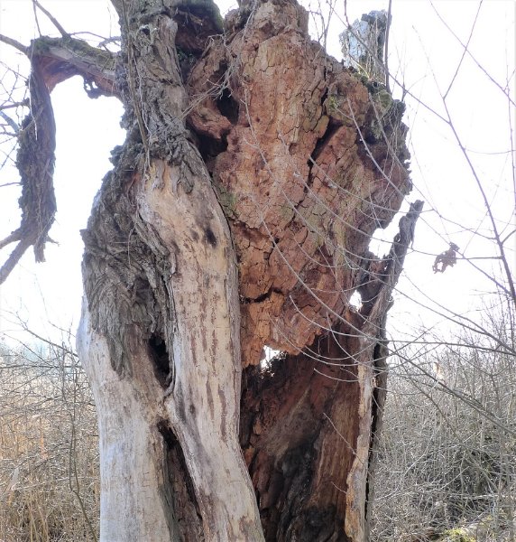 Lionne qui se cache.JPG