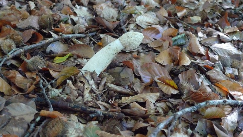 Phallus impudicus.JPG