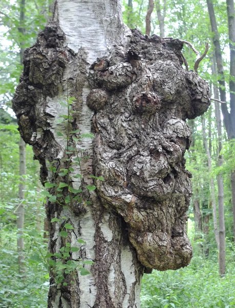 Le grimpeur et l'affreux.JPG