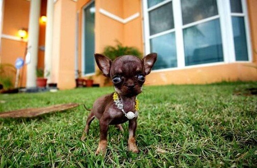 plus-petit-chien-du-monde-3.jpg