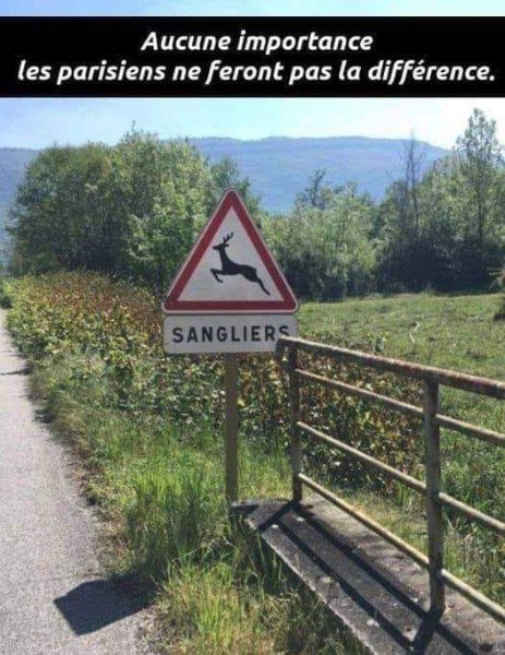 sanglier.jpg