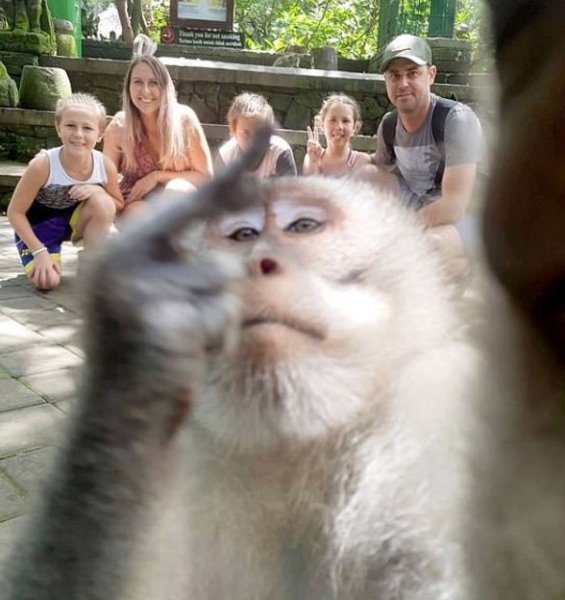 singe-pose-pour-selfie-fait-doigt-d-honneur.jpg