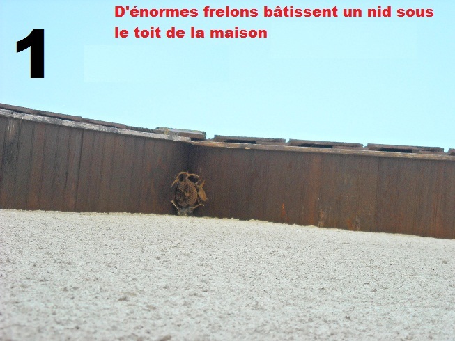 frelons 1.jpg