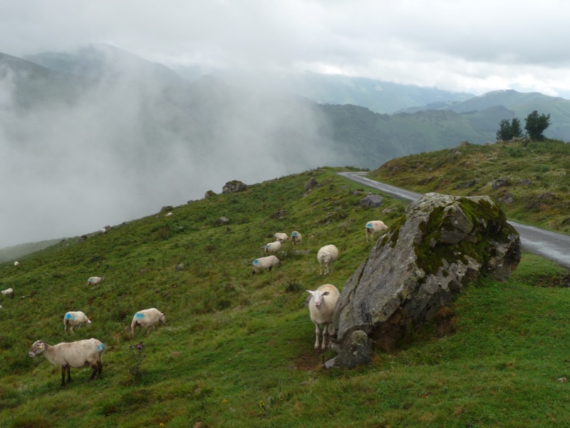 moutons Irraty.JPG