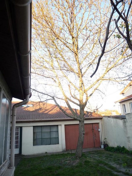 Liquidambar mars 2020.JPG