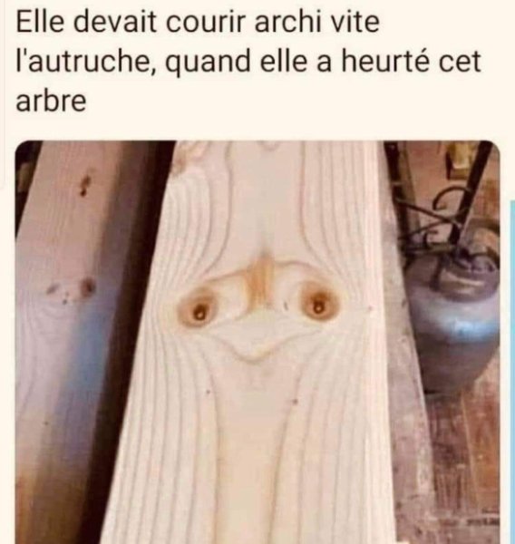 emeu.jpg