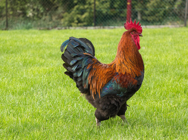 coq.jpg
