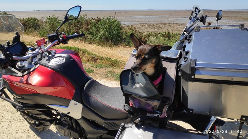 balade samedi Potichien motocycliste.jpg
