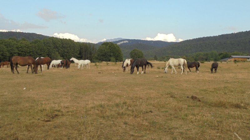 DSC00803.JPG
