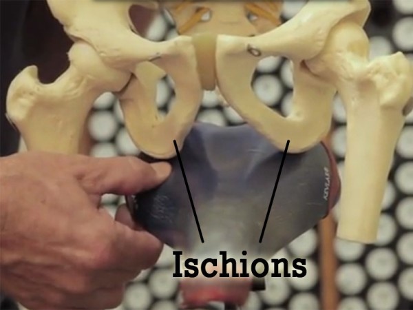 ischions.jpg