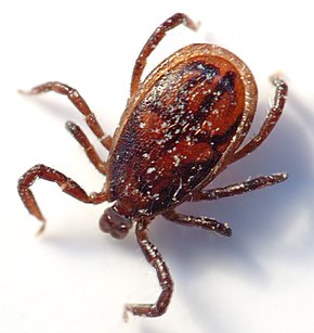 290px-Tick_male_(aka).jpg