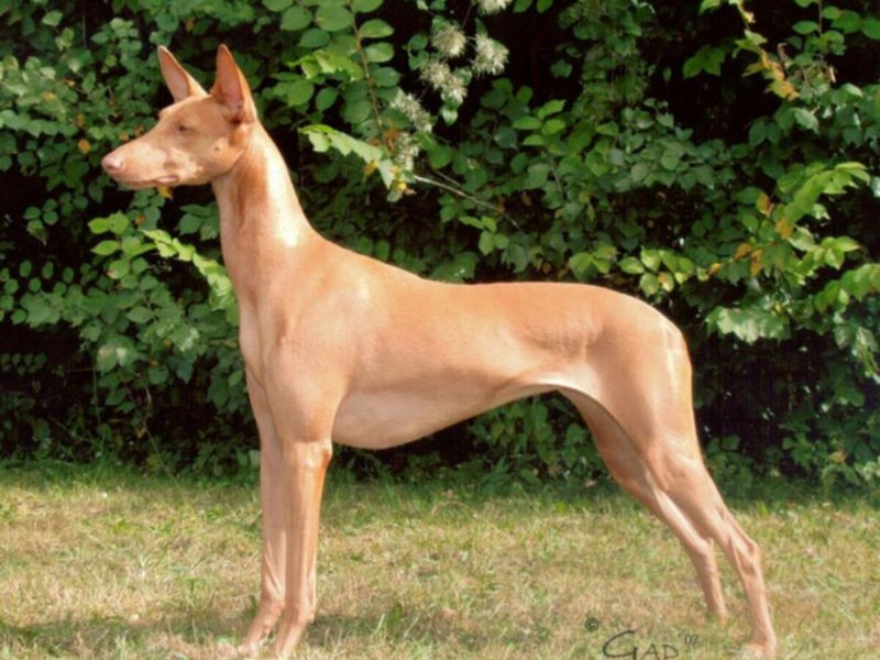 le-chien-du-pharaon-une-noble-prestance.jpeg