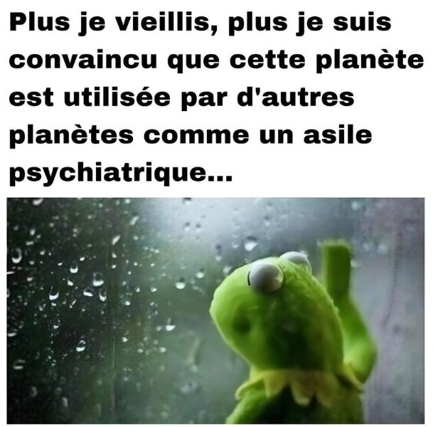 Kermit à la fenêtre.jpg
