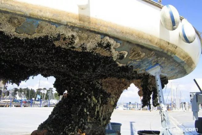 antifouling.jpg