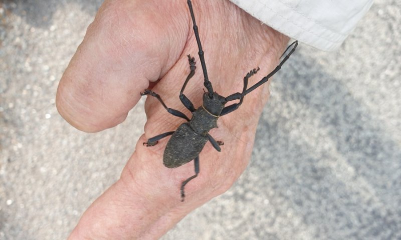 Coléoptère 3 qui m'a bouffé le pouce.jpg