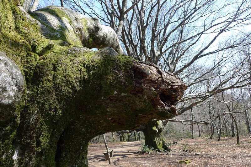 Gargouille au Mont Gargan.JPG