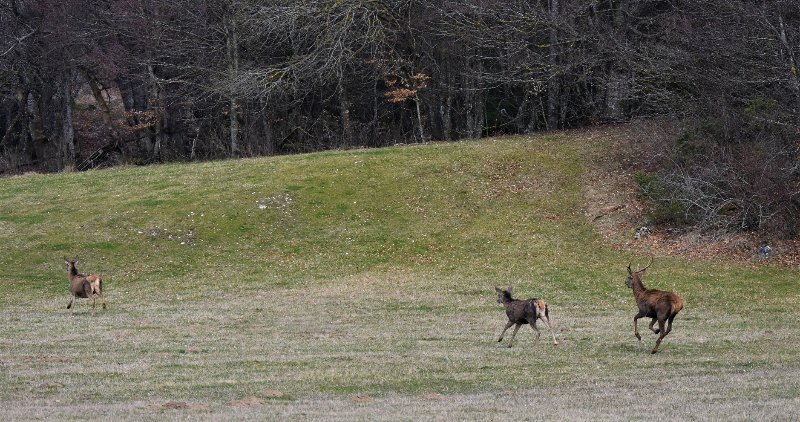 Pas de la pierre 17032024 (32) copie.jpg