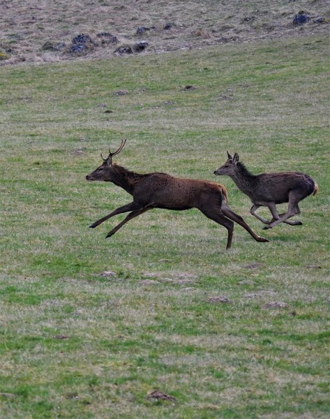 Pas de la pierre 17032024 (24) copie.jpg