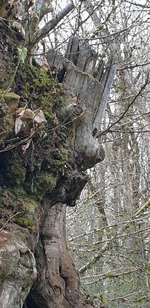 le bon génie du châtaignier.jpg