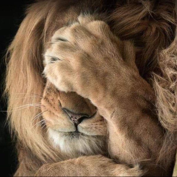 Lion.jpg