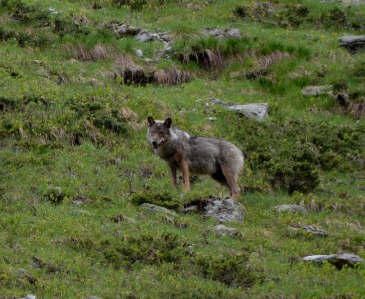 Vallon des étages (16) - Copie.JPG