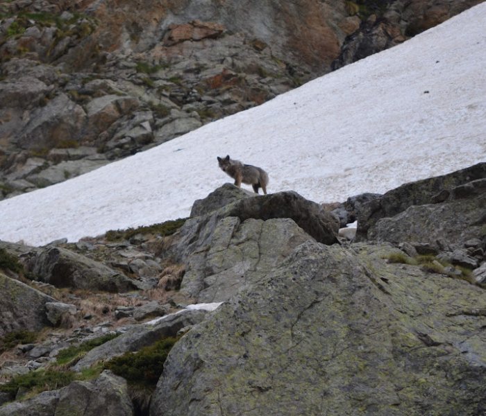 Vallon des Etages 03062018 (36) - Copie.JPG
