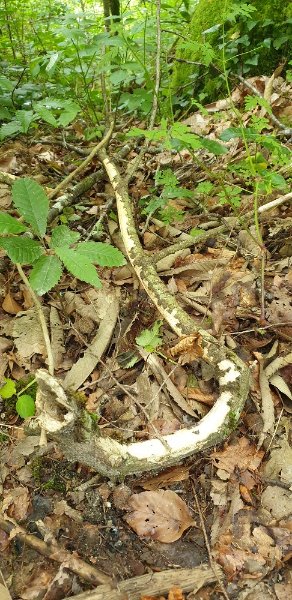 Vipère agressive.jpg