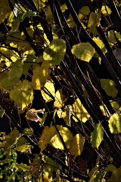 Travaux (25) - Copie.JPG