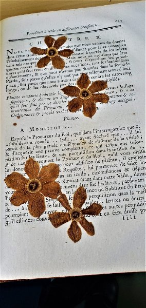 Fleurs.jpg