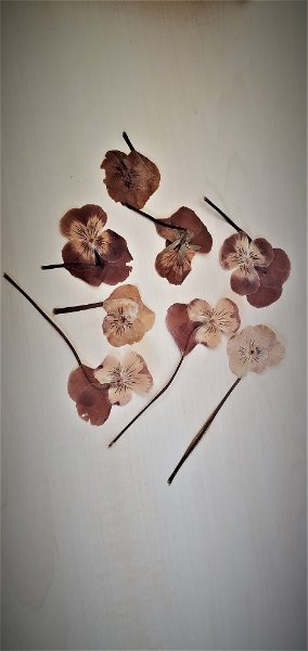 fleurs1.jpg