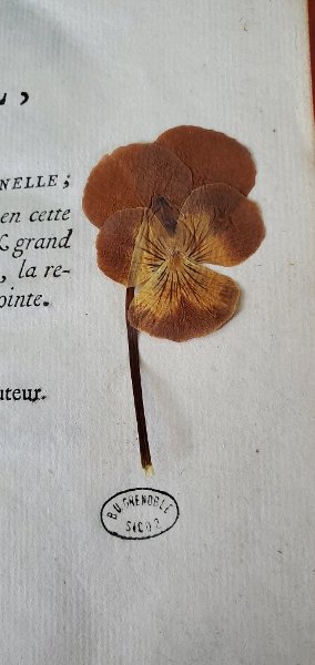 Fleurs3.jpg
