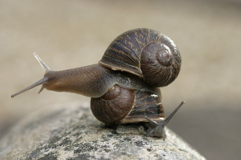 Jeremy_the_left-coiling_snail_on_top_of_a_right-coiling_snail,_Theresa.jpg