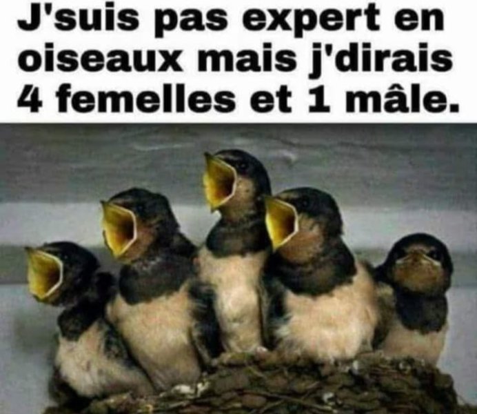 Hirondelles.jpg