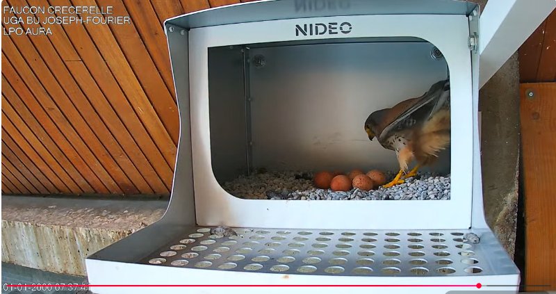 Faucon Crecerelle .jpg