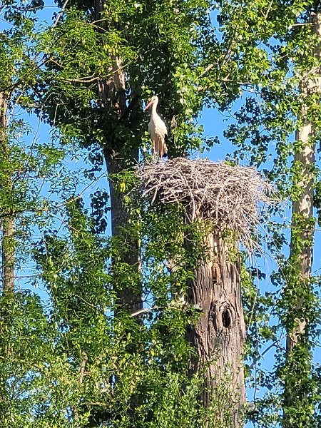 CIGOGNE à Lijardières.jpg