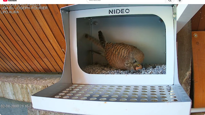 Screenshot 2026-04-16 at 16-39-08 Diffusion en direct de Crecerelle BU GRENOBLE - YouTube.png