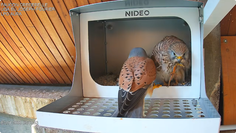 Screenshot 2026-04-16 at 16-49-19 Diffusion en direct de Crecerelle BU GRENOBLE - YouTube.png