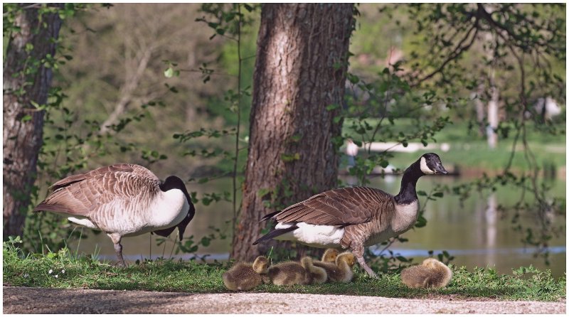 26 04 2026 Bernaches (28).jpg