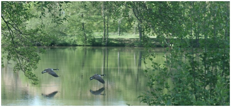 26 04 2026 Bernaches (12).jpg