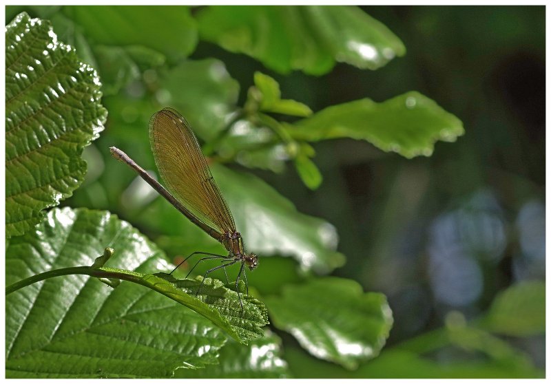 23 05 26 insectes (18).jpg