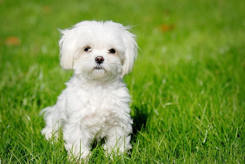 bichon-maltais2.jpg