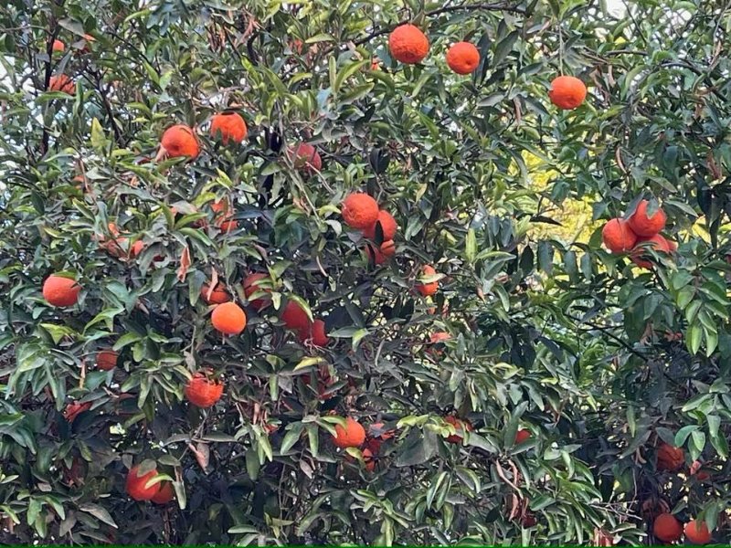 2025 12 23k - JoceMidée.jpg