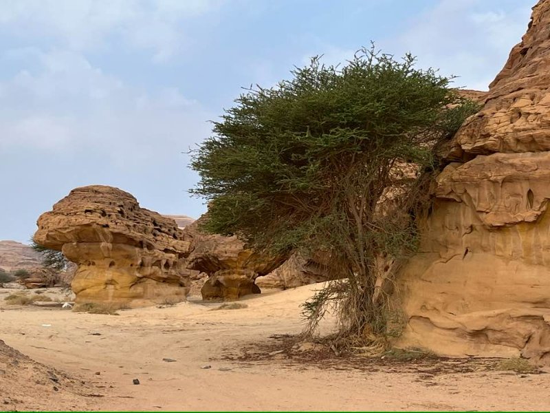 2025 12 26j - JoceMidée.jpg