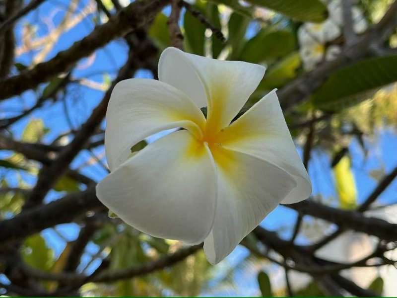 2025 12 30b - JoceMidée.jpg